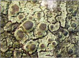 Attēlu rezultāti vaicājumam “Licea pygmaea spores”