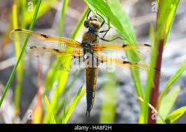Attēlu rezultāti vaicājumam “Libellula quadrimaculata imago”
