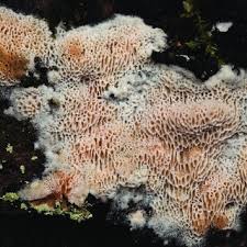 Attēlu rezultāti vaicājumam “Byssocorticium atrovirens”