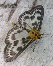 Attēlu rezultāti vaicājumam “Anania hortulata”