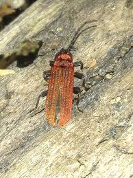 Attēlu rezultāti vaicājumam “Lopheros rubens”