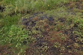 Image result for rosa aquatica