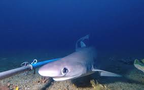 Image result for Scylliogaleus quecketti