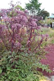 Image result for Angelica silvestris