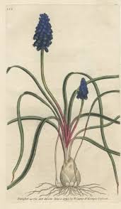 Attēlu rezultāti vaicājumam “Muscari neglectum”