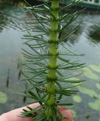 Attēlu rezultāti vaicājumam “Hippuris vulgaris leaf”
