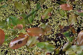 Attēlu rezultāti vaicājumam “Potamogeton natans leaf”