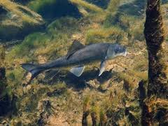 Image result for Minytrema melanops