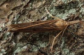 Attēlu rezultāti vaicājumam “Pediasia contaminella”