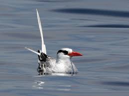 Image result for Phaethon aethereus