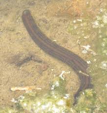 Attēlu rezultāti vaicājumam “Haemopis sanguisuga”