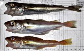 Image result for Boreogadus saida