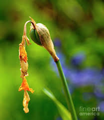 Attēlu rezultāti vaicājumam “Narcissus bud”