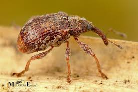 Attēlu rezultāti vaicājumam “Anthonomus pomorum”