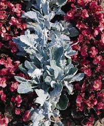 Image result for Cineraria maritima