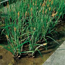 Attēlu rezultāti vaicājumam “Carex acutiformis flower”