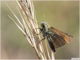 Attēlu rezultāti vaicājumam “Thymelicus sylvestris male”