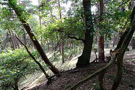 Otterlose Bos