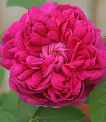 Image result for Rosengewächse