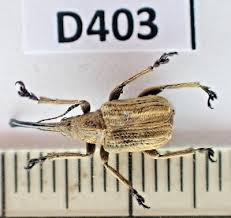 Attēlu rezultāti vaicājumam “Attelabidae”