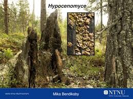 Attēlu rezultāti vaicājumam “Hypocenomyce friesii”