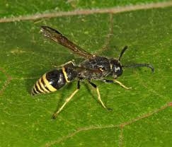 Attēlu rezultāti vaicājumam “Symmorphus sp.”