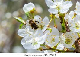 Attēlu rezultāti vaicājumam “Prunus cerasifera var. divaricata”