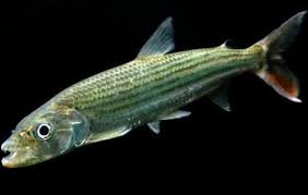 Image result for Goliath Tigerfish