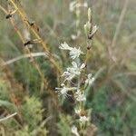 Attēlu rezultāti vaicājumam “Silene tatarica”