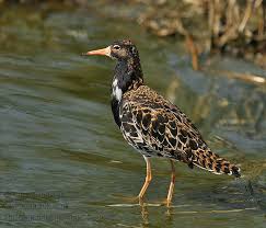 Attēlu rezultāti vaicājumam “Philomachus pugnax”