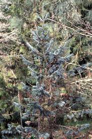 Attēlu rezultāti vaicājumam “Pseudotsuga menziesii var. glauca”