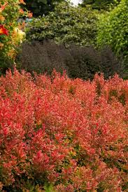 Attēlu rezultāti vaicājumam “Berberis thunbergii”