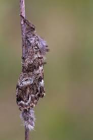 Attēlu rezultāti vaicājumam “Gynaephora selenitica”