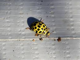 Attēlu rezultāti vaicājumam “Psyllobora vigintiduopunctata”