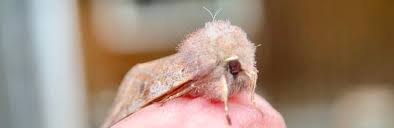 Attēlu rezultāti vaicājumam “Orthosia miniosa imago”