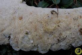 Attēlu rezultāti vaicājumam “Sidera lenis”