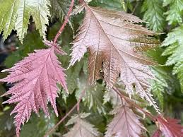 Attēlu rezultāti vaicājumam “Corylus avellana leaf”