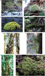 Attēlu rezultāti vaicājumam “Polytrichales”