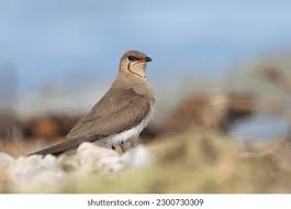 Image result for Glareola pratincola