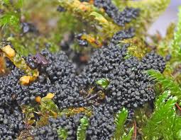 Attēlu rezultāti vaicājumam “Physarum obscurum”