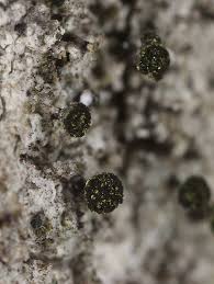 Attēlu rezultāti vaicājumam “Calicium salicinum”