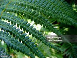 Attēlu rezultāti vaicājumam “Dryopteris affinis”