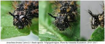 Attēlu rezultāti vaicājumam “Araschnia levana larva”