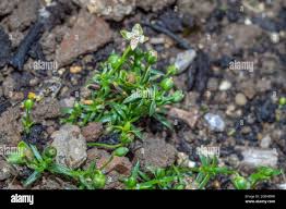 Attēlu rezultāti vaicājumam “Sagina procumbens flower”