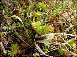 Attēlu rezultāti vaicājumam “Sphagnum fallax”