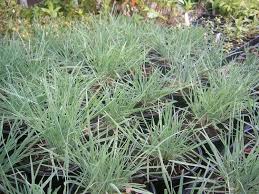 Attēlu rezultāti vaicājumam “Koeleria glauca flower”