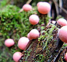 Attēlu rezultāti vaicājumam “Lycogala roseosporum macro”