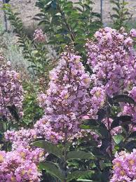 Image result for Lagerstroemia
