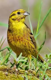 Attēlu rezultāti vaicājumam “Emberiza citrinella adult”
