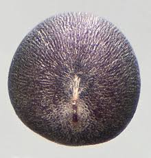 Attēlu rezultāti vaicājumam “Sinapis arvensis fruit”